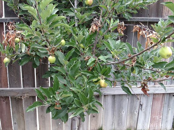 Fruit trees in back yard. Save on food cost by growing your