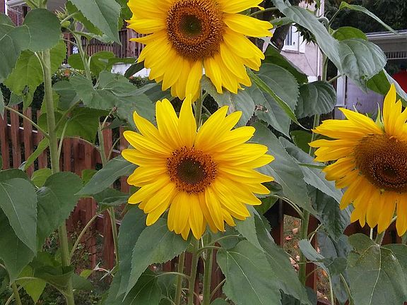 A wall of sunflowers