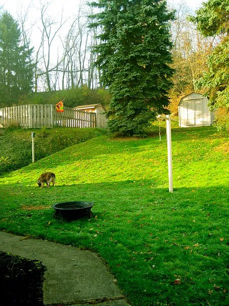 3 bed, $1,700 — Photo 2