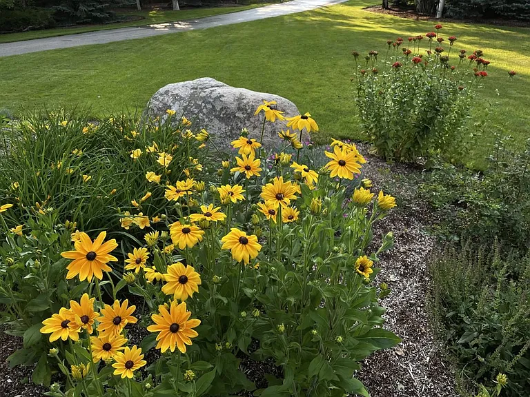 Perennials