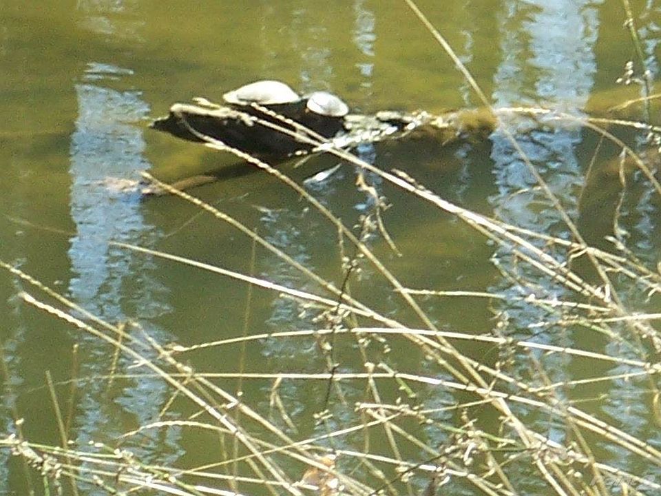 Turtles sunbathing