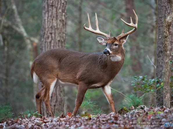 1011 A County Rd #303, Princeton, AL 35766