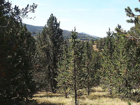 5th image of 53 Brown Bear Ln