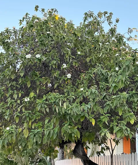 One of only three endangered trees on the Island greats you as you enter the property