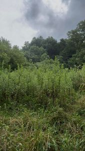 0 Collins Rd, Blaine, TN, 37709