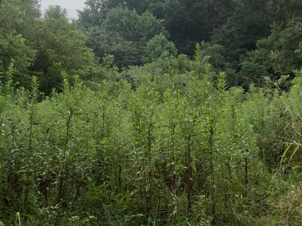 0 Collins Rd, Blaine, TN 37709