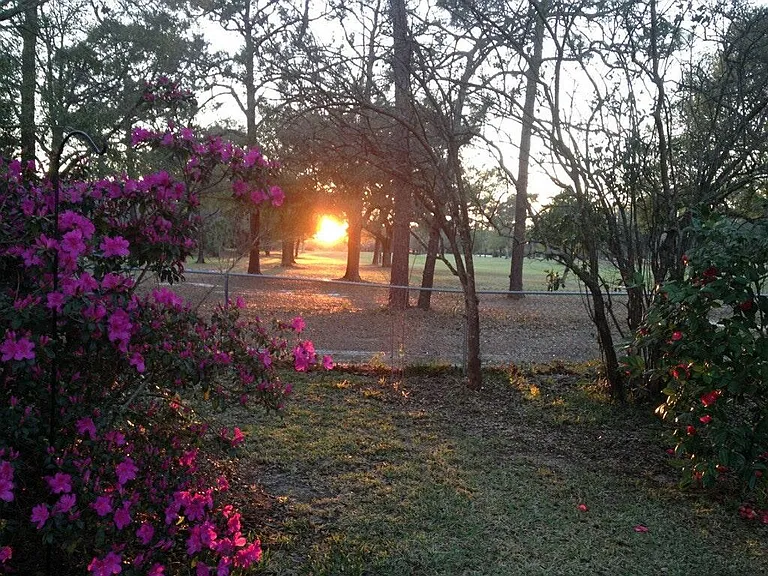 Backyard view of golf course