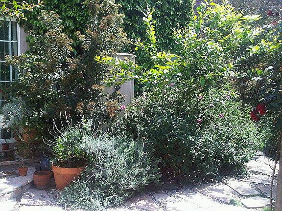 herb garden and lemon tree