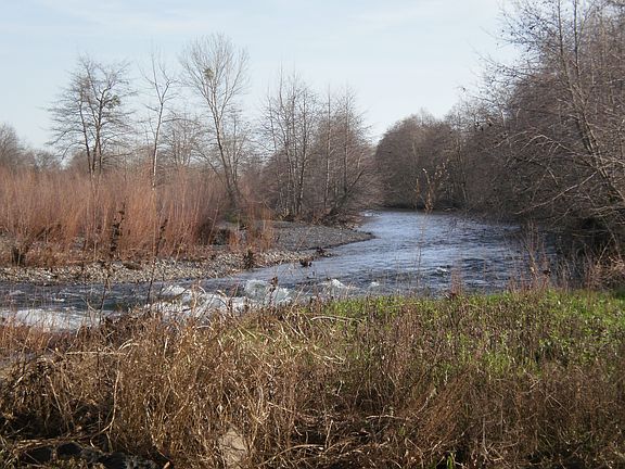 Butte Creek (backyard)