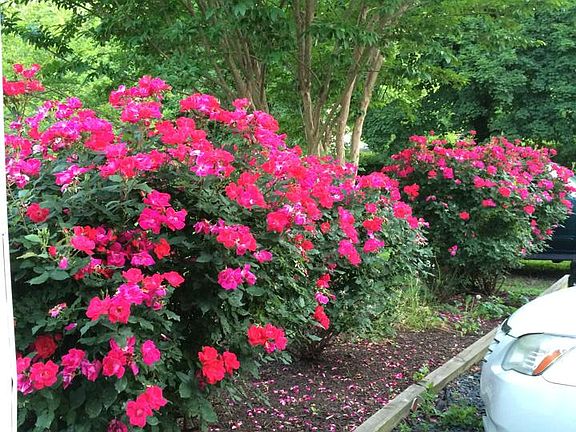 Beautiful rose bushes