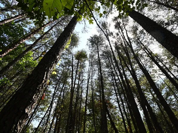 0 Flippo Branch Rd, Clifton, TN 38425