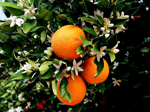 Orange Tree