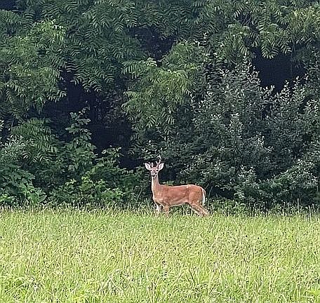 2nd image of Deer Haven Dr