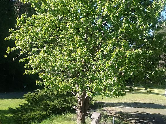 Cherry tree 