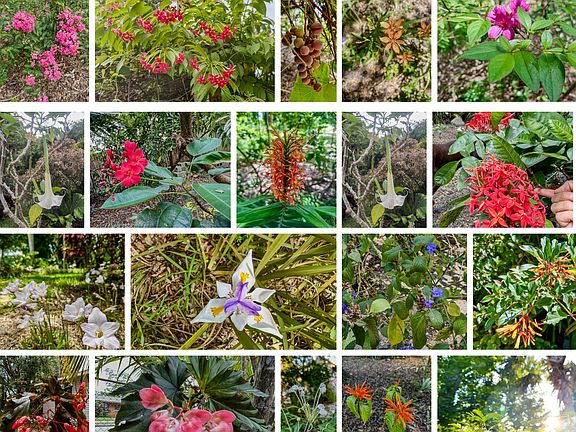 a multiude of flowers bloom in the gardens throughout the year