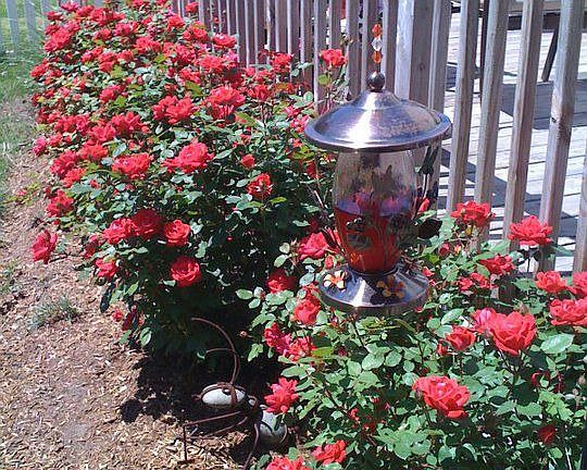 Deck Roses