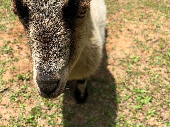 Goat included??