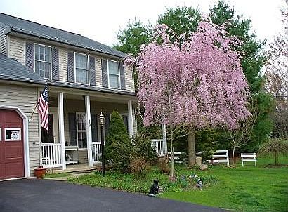 April Cherry Tree