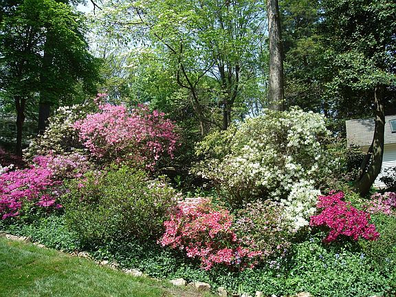 Azealeas in backyard