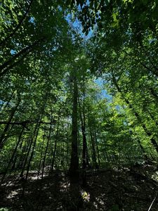 W Bluebird Rd, Lake Tomahawk, WI, 54539