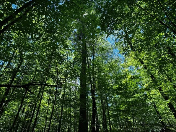 W Bluebird Rd, Lake Tomahawk, WI 54539