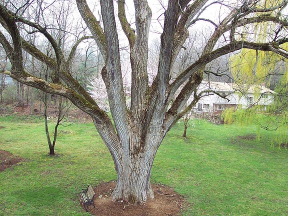 Giant cottonwood tree in back. From 2nd floor deck. Jaw dropping spectacular.
