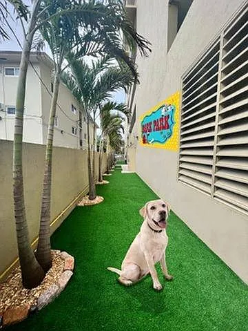 Bark Park