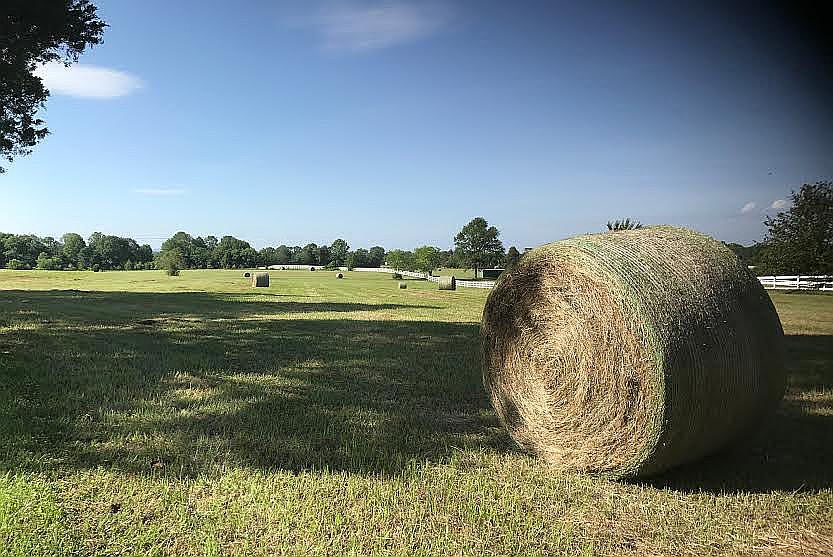 Hay