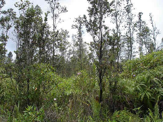 2nd image of 39th Ave Lot 12