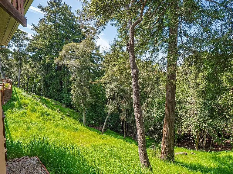 Forest Views