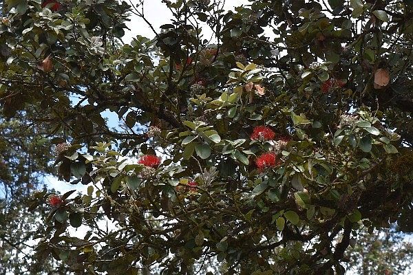 1st image of Plumeria St Lot 6293