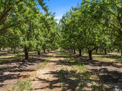 16161 S Murphy Rd, Escalon, CA, 95320
