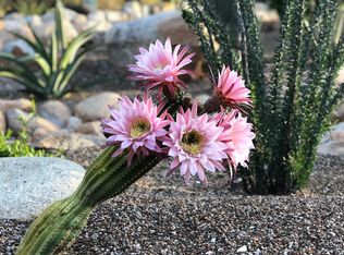 7015 N Doane Dr, Tucson, AZ 85718