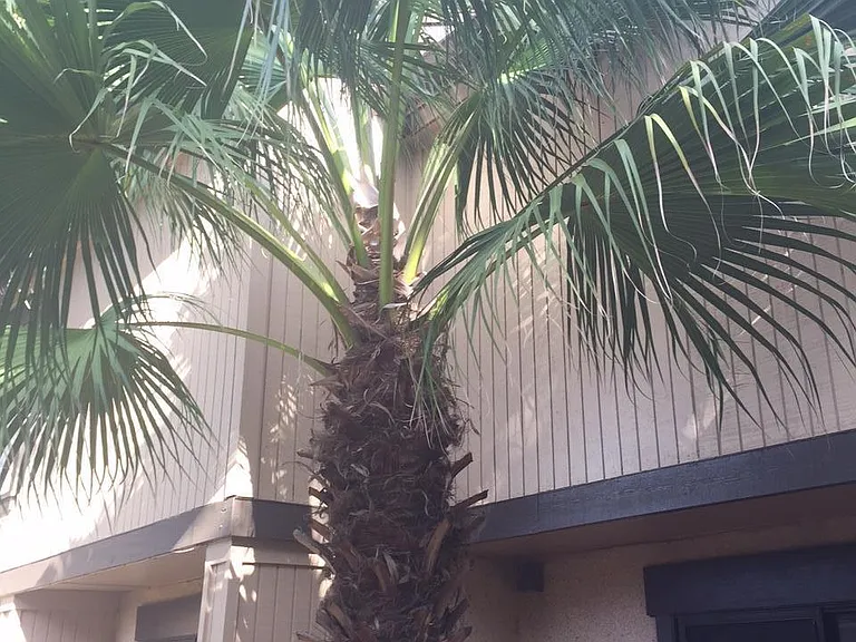 7703 Las Palmas Way #176 — Photo 6