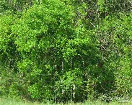 Wooded Lot