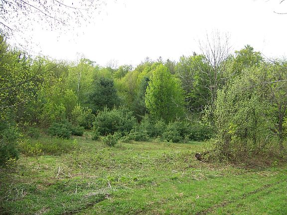 Pasture Land Starting to Grow Up