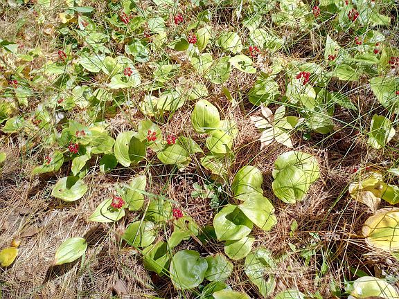 False Lily-of-the Valley