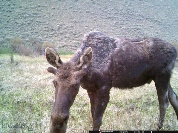 Nhn North Camp Creek Rd, Butte, MT 59701