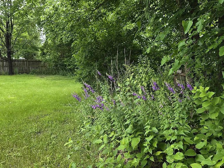 Back yard