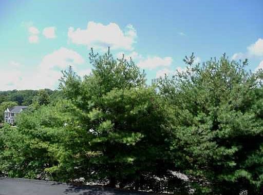 View from the Deck