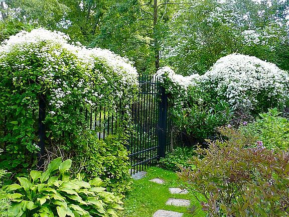 Gate to back yard and POOL