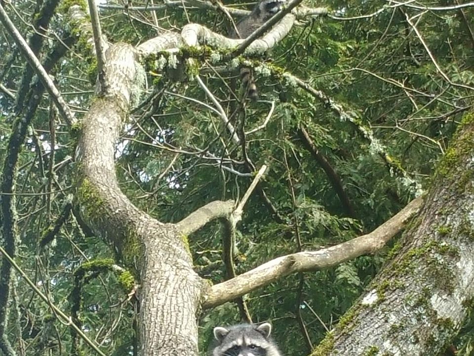Summer visitors in 50 foot maple