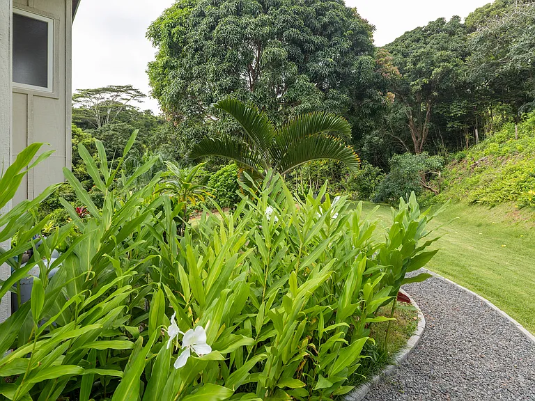 white ginger and tropical foliage all around you