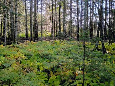 3X Brandon Ln, Grand Marais, MN, 55604