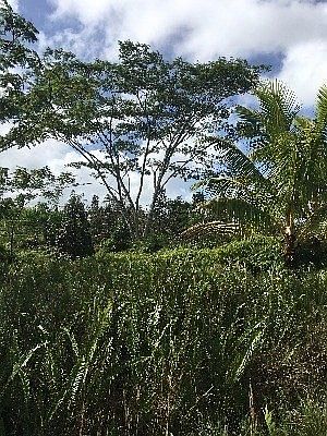4th image of S Leilani Ave Lot 2