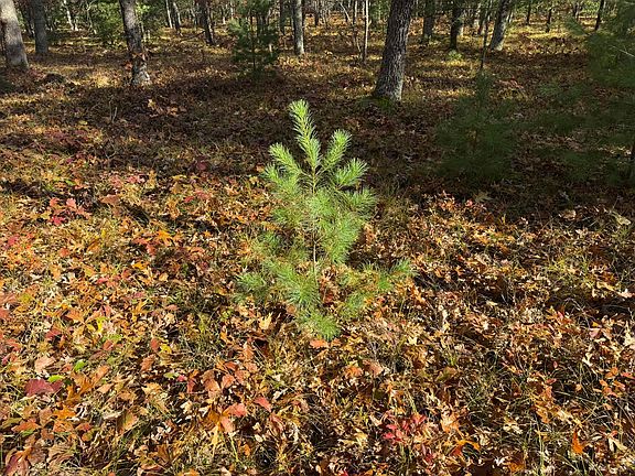 5th image of PARCEL 7 E County Line Rd