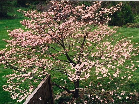 View from Master Bedroom