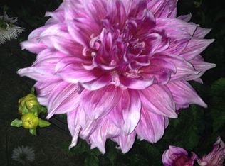 9922 SE Pardee St, Portland, OR 97266