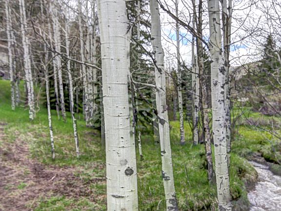 Front yard with creek