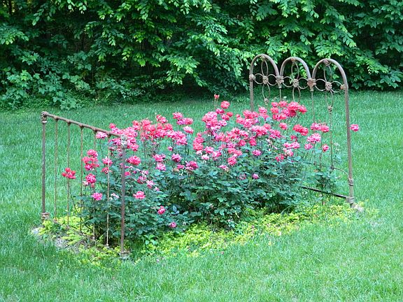 Bed of Roses